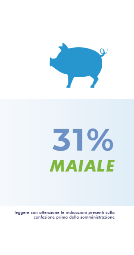 31 percento maiale